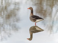 Wildes Karlsfeld - eine visuelle Entdeckungsreise vor der Haustür Wildes Karlsfeld - eine visuelle Entdeckungsreise vor der Haustür